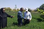 باغ های سبزی و صیفی تبریز تنها نماد باغ شهر تبریز قدیم هستند
