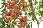 تولید بیش از ۱۴۰۰ تن محصول پسته در استان آذربایجان شرقی در سال جاری