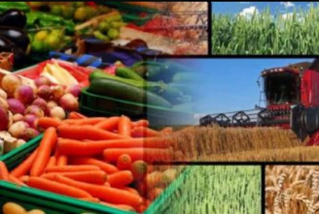 استقبال خوب کشاورزان از کشت قراردادی در آذربایجان شرقی