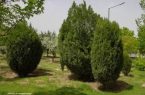 تداوم اجرای طرح هرس فرم ‌دهی درختان سرو خمره‌ای در سطح شهر