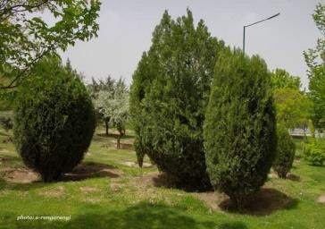 تداوم اجرای طرح هرس فرم ‌دهی درختان سرو خمره‌ای در سطح شهر
