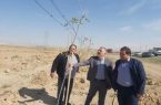 مدیر‌عامل سازمان سیما، منظر و فضای سبز شهرداری تبریز، خبر داد: کاشت ۱۴ هزار اصله نهال در مسیر اتوبان غرب تبریز