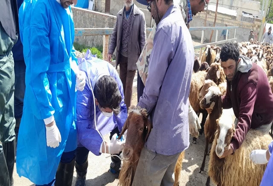 واکسیناسیون ۴۰هزار راس دام عشایری در اردوی جهادی دامپزشکی آذربایجان شرقی