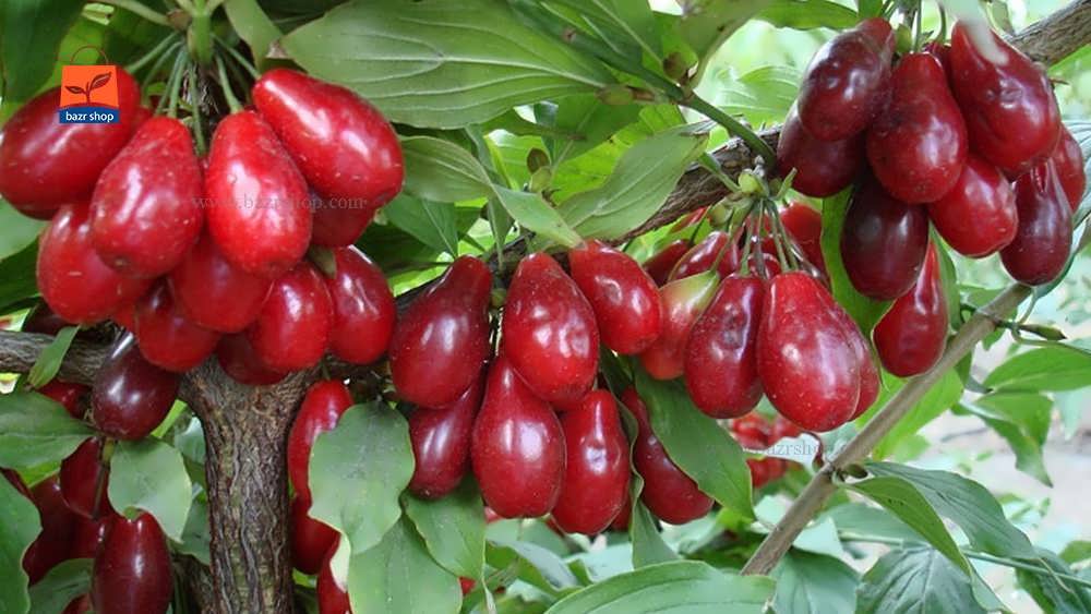 برگزاری جشنواره زغال اخته در کمپ گردشگری دیوری کلیبر