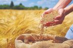 خرید گندم در آذربایجان شرقی به ۸۸ هزار تُن رسید