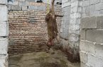 پلمب سه واحد کشتارگاه زیرزمینی غیرمجاز در تبریز توسط اداره کل دامپزشکی استان