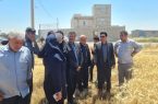 از مدیریت علمی تا امنیت غذایی؛ تجلی بهره‌وری در مزارع گندم تبریز