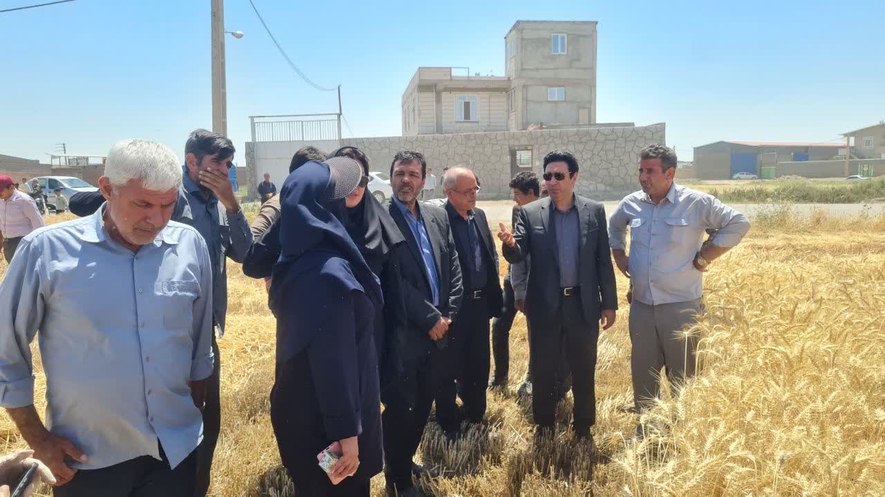 از مدیریت علمی تا امنیت غذایی؛ تجلی بهرهوری در مزارع گندم تبریز